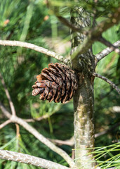 Large brown cone on trunk of Pitsunda pine with seeds on blurred background of greenery of garden. Close-up. Selective focus. Nature concept for design. There is space for text.