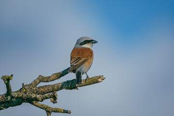 Red-backed Shrike (Lanius collurio) perched on a dry tree branch