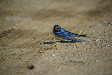 Barn Swallow (Hirundo rustica) perched on the ground