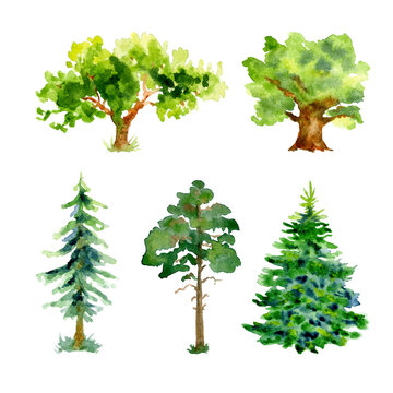 Watercolor spruce trees, oak tree, pine trees with grass isolated on a white background
