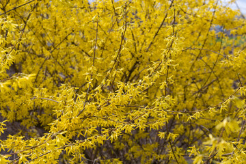 Branches of flowering Forsythia on blurred background the same shrub
