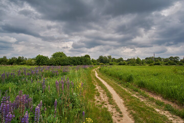 Fototapeta na wymiar Summer landscape before a thunderstorm. Dirt road through a field where blue lupins bloom