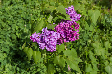Young bush of flowering purple lilac on a blurred background