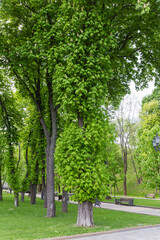 Old flowering horse-chestnuts in a city park