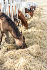 Pferdeköpfe stecken ihre Köpfe aus Metallgatter und fressen Heu, draußen, Reitschule