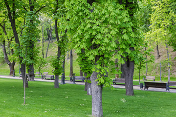 Fototapeta na wymiar Old horse-chestnuts in a spring city park