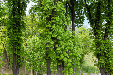 Old flowering horse-chestnuts in a city park