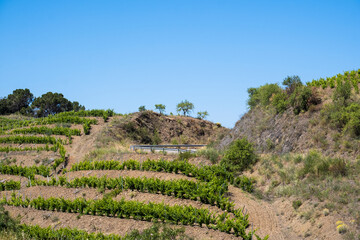 Vineyard area in the Priorat region in Tarragona in Catalonia