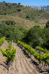 Fototapeta na wymiar Vineyard area in the Priorat region in Tarragona in Catalonia
