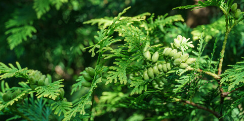 Close-up of green texture christmas leaves of Thuja occidentalis, northern white-cedar, or eastern white cedar. Interesting nature concept for background design. Place for your text