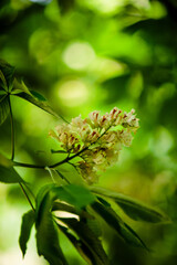 horse chestnut in Spring