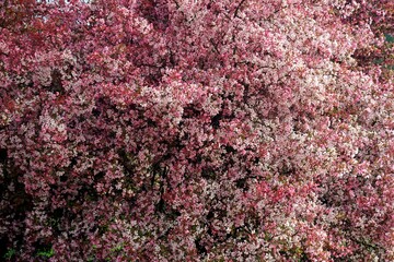 Seasons. Spring in the garden. Flowering trees, apple tree. Background.