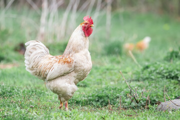 Beautiful Rooster standing on the grass in blurred nature green background.rooster going to crow..