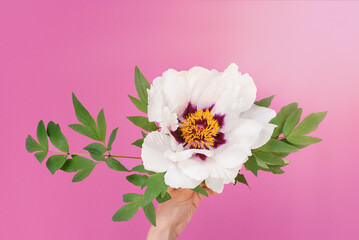 Close up of delicate flower of beautiful white peony in female hands on pink background with bright sunlight. Top view. Flowers day and women's holiday concept. Copy space