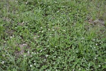 シロツメクサのある野原