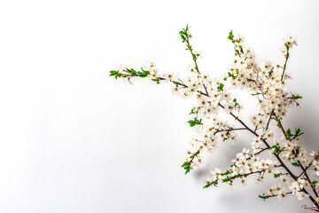 Blooming cherry plum branches isolated on white background. Festive greeting card