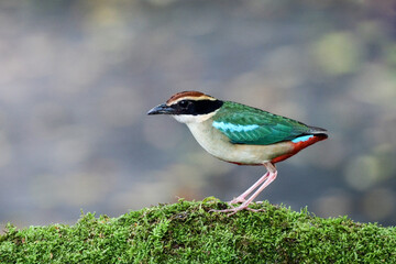 Fairy Pitta, a migratory bird, a rare bird and beautiful color standing on log with green moss at a...