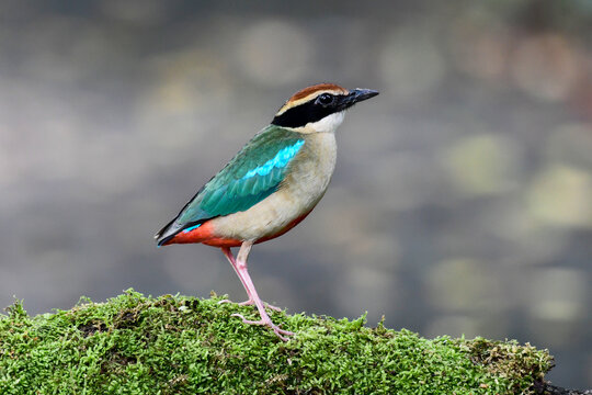 Fairy Pitta, a migratory bird, a rare bird and beautiful color standing on log with green moss at a park in Bangkok, Thailand.