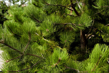 Green Pointy Pine Needles Close Up
