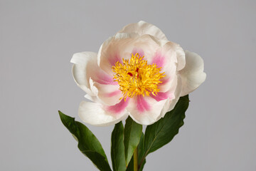Fototapeta na wymiar Elegant white simple shape peony flower with pink strokes on petals isolated on gray background.