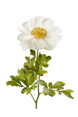 Elegant white simple shape peony flower isolated on sky white background.