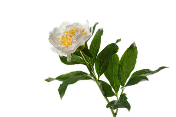 Delicate white peony flower with yellow center isolated on white background.