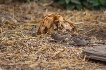 Birds and hens share the grain.