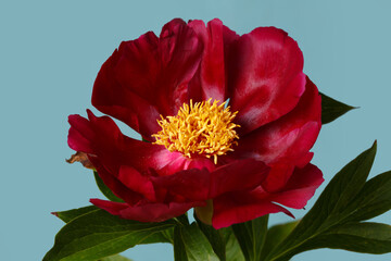 Beautiful red peony with yellow center isolated on blue background.