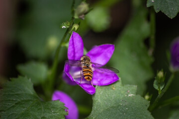 Small insect foraging.