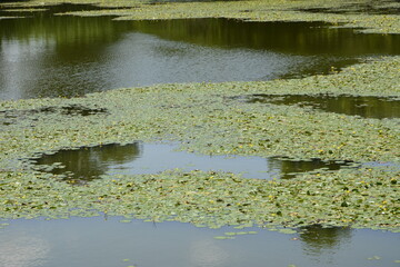 蓮のある池