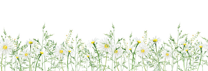 Greenery field botanical seamless border design.Horizontal herbal banners on white background for wedding invitation, business products. web banner with leaves, branches, meadow floral