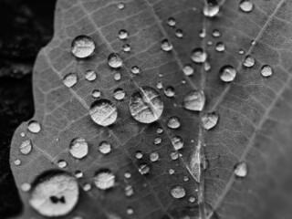 drops on a leaf