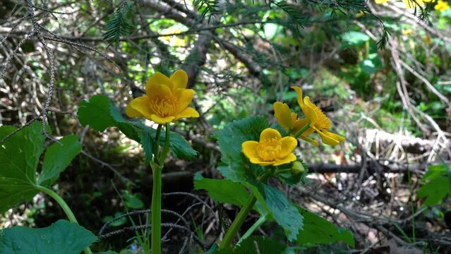 Kingcup or Marsh Marigold in natural ambient (Caltha palustris) - (4K)