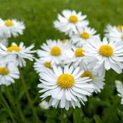 Fototapeta na wymiar White daisy flowers on a green meadow on a sunny summer day.