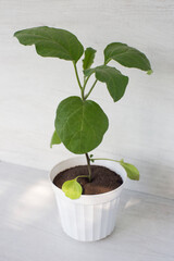 eggplant seedlings grown in a pot, on the background of a white kitchen countertop