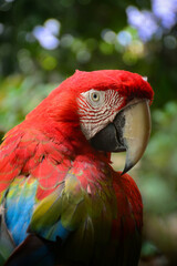 red and yellow macaw