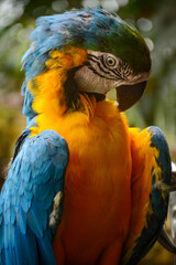 blue and yellow macaw
