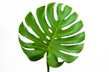 Naklejka na ściany i meble closeup beautiful Monstera leaf isolated on white background, Flat lay
