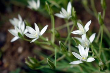 Graceful white flowers of zephyranthes bloom in the garden.