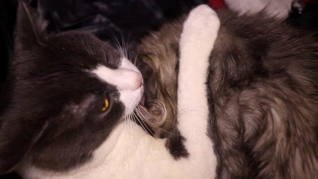 a big grey and white male cat lick a grey female cat