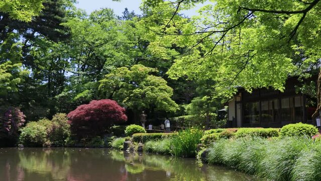 池のある日本庭園　散策する家族　環境音付き