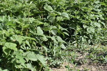 Green wild young blackberry bushes in the garden.