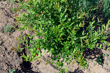 Green branch of pomegranate with red pomegranate flowers close up.