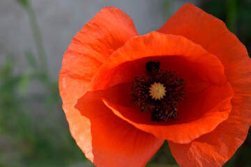 Bright red poppy close up, symbol of remembrance day.