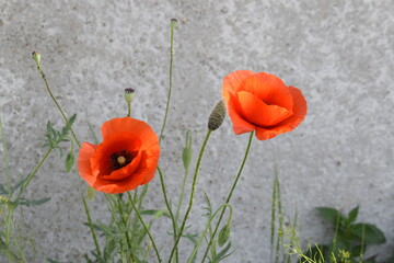 Two bright red poppies on a concrete wall background.