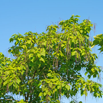 Trompetenbaum, Catalpa, mit Früchten