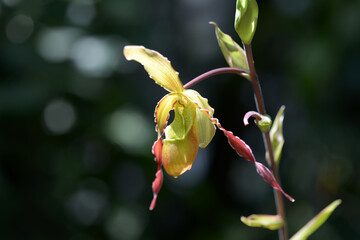 フラグミペディウム