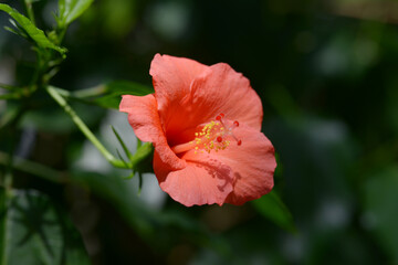 ハイビスカス