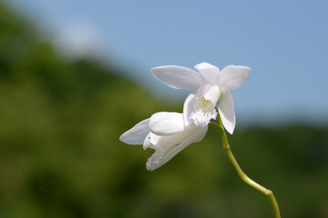 Fototapeta na wymiar 真っ白い花