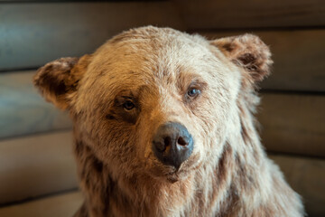 Close-up photo of a stuffed brown grizzly bear head looking at camera. Taxidermy of wild animals...